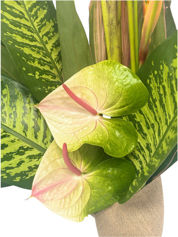 Tropical Jazz image 1